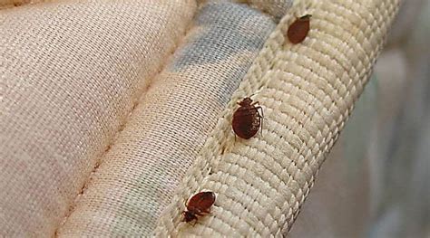 couch infested with bed bugs.